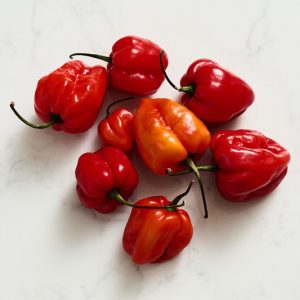 Scotch Bonnet Chilli
